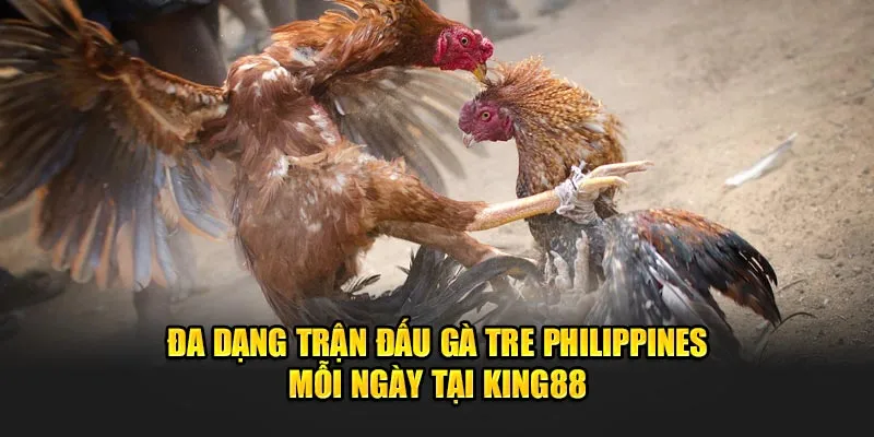 Đa dạng trận đấu gà tre Philippines mỗi ngày tại King88