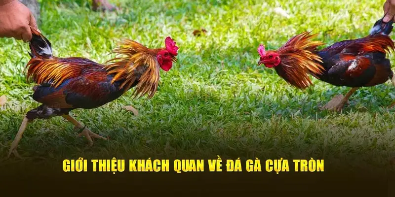 Giới thiệu khách quan về đá gà cựa tròn 