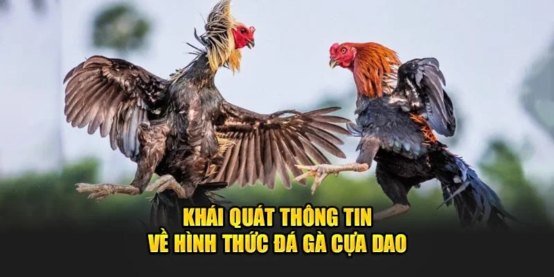 Khái quát thông tin về hình thức đá gà cựa dao