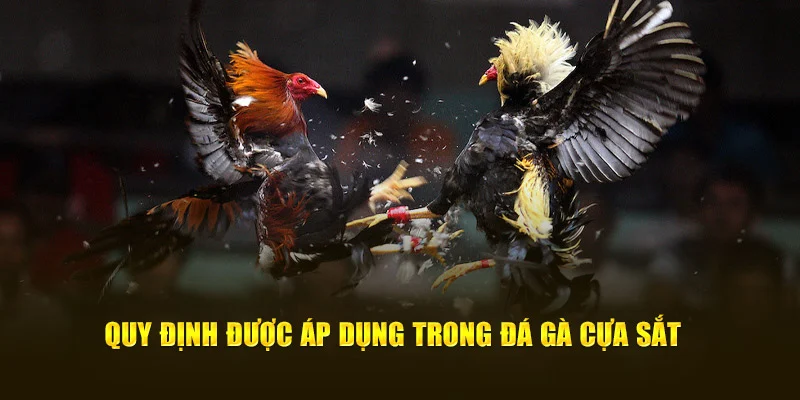 Quy định được áp dụng trong đá gà cựa sắt 